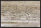 Kleine Plevier, Little Ringed Plover, Charadrius dubius Location: Wierden, the Netherlands kleine plevier MG 9516 kopie